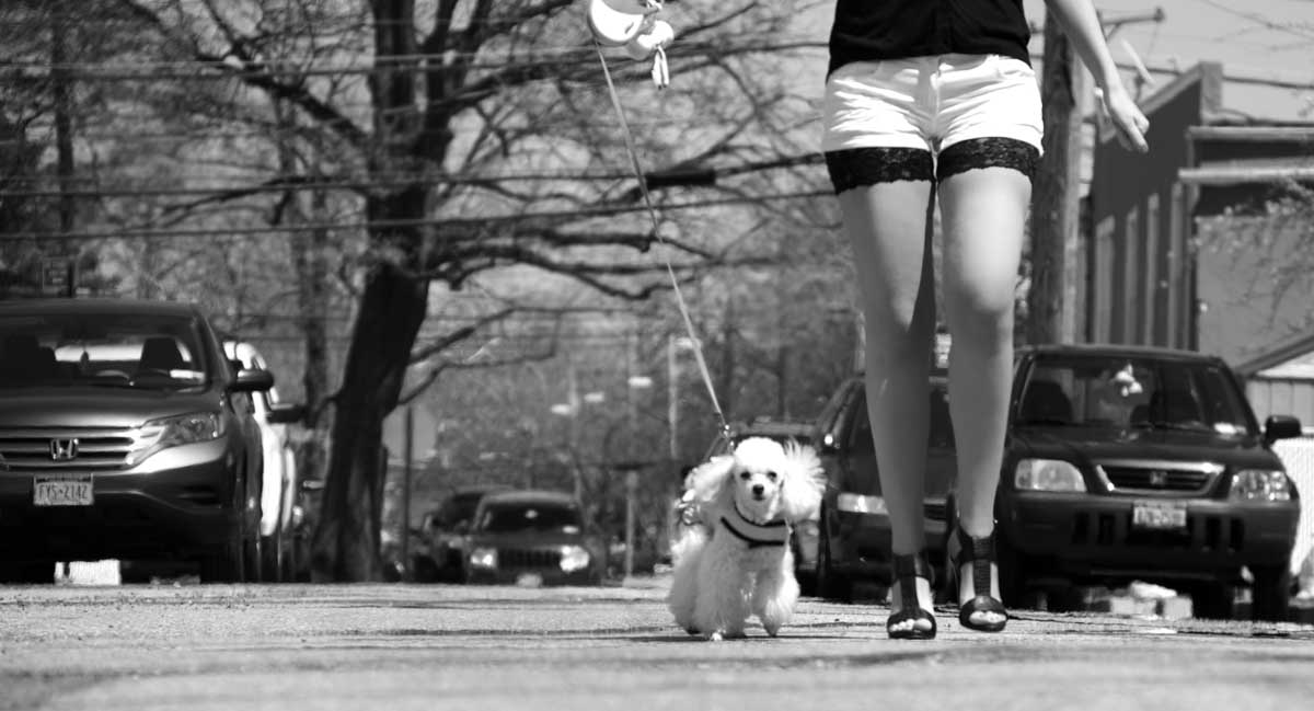 Black and white walking the dog
